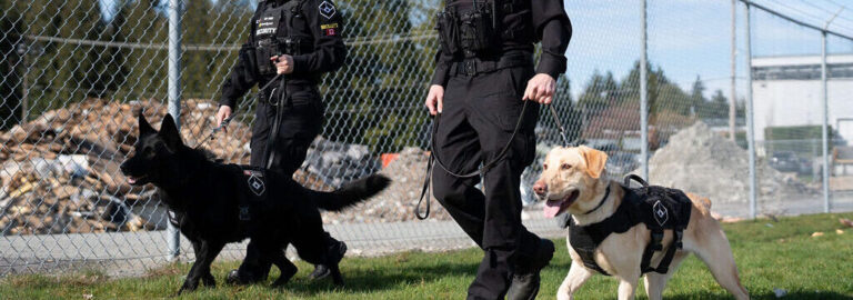 Two Securiguard K9 handlers walking side by side with their service dogs, a black German Shepherd and a yellow Labrador, along a fenced area outdoors.